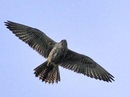 A kerecsensólyom lett az év madara idén