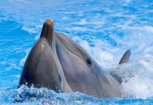 Aranyosi Ervin: Hosszú tánc