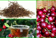 Mielőtt kidobnád a cseresznye- és a meggy szárát, ismerd meg jótékony hatásait