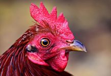 Nagyanyáink még tartották – Eltűntek a tyúkok a kiskertből?