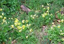 Kulcs az égiek kapujához – Tavaszi kankalin