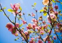 Áprilisi népszokások és hiedelmek