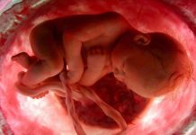 Florida döntött abortusz-kérdésben