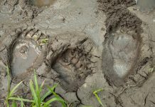 Fordulat medveügyben: Székelyföld is előtérbe kerülhet