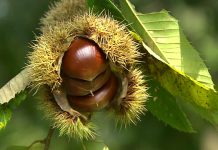 A szelídgesztenye nemcsak finom, gyógyhatásokkal is rendelkezik