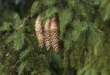 A természet gyógyító ereje: Szent Hildegárd fenyőlevél kenőcsének titkai