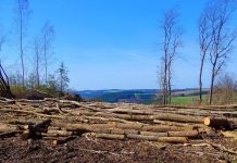 Erdőirtásba kezdtek az ukránok Kárpátalján