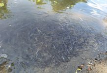 „Ökológiai Csernobil” Erdélyben