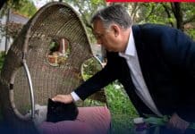 Orbán: Közös ügyünk az állatvédelem!