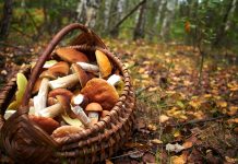 Gombászás: izgalmas hobbi – Magyarországon és Amerikában is