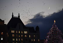 Ibrányi család udvarán nőtt az ország idei karácsonyfája