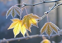 Weöres Sándor – Nől a dér, álom jár
