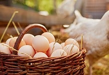 Nem drágult a tojás az előző évhez képest