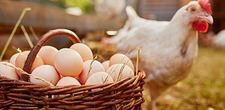 Nem drágult a tojás az előző évhez képest