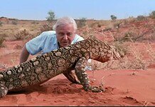 Páratlan életpálya: 100 éves David Attenborough