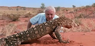 Páratlan életpálya: 100 éves David Attenborough