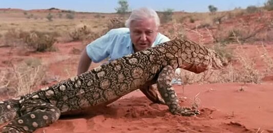 Páratlan életpálya: 100 éves David Attenborough