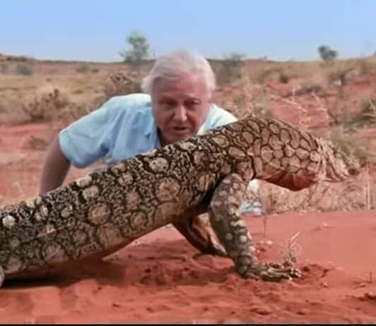Páratlan életpálya: 100 éves David Attenborough