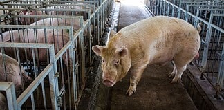 Megjelent a sertéspestis Magyarországon
