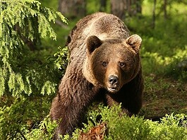 Tánczos az EU-nak: ne védjék jobban a medvéket!