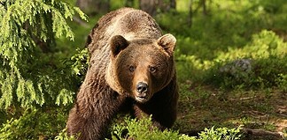 Tánczos az EU-nak: ne védjék jobban a medvéket!